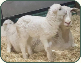 SRS 114 & 2020 3-day old lamb, Salmon Run Farms