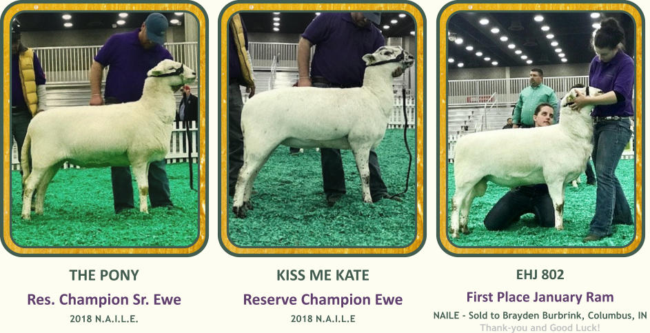 EHJ 802 First Place January Ram  NAILE - Sold to Brayden Burbrink, Columbus, IN Thank-you and Good Luck! THE PONY Res. Champion Sr. Ewe  2018 N.A.I.L.E. KISS ME KATE Reserve Champion Ewe  2018 N.A.I.L.E