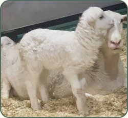 SRS 114 & 2019 3-day old lamb, Salmon Run Farms